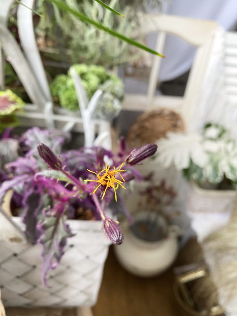 ギヌラパープルパッションの花