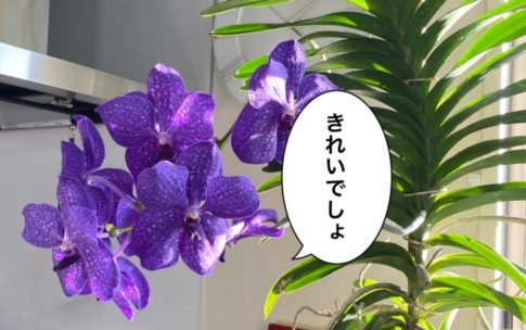 バンダ・パチャラデライトの花