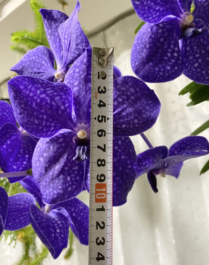 バンダ・パチャラデライトの花のサイズ